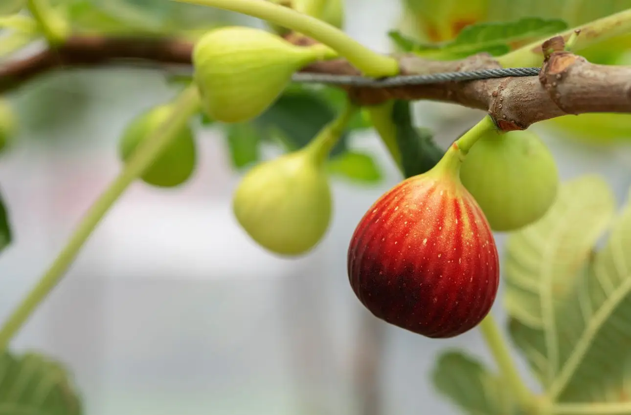 Come coltivare fichi in giardino
