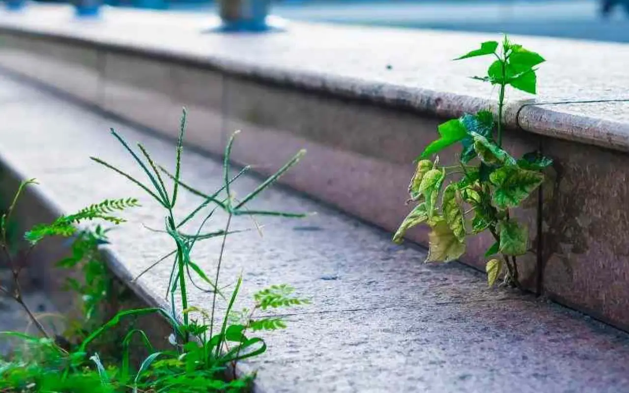 Attenzione a queste piante: rovinano il terreno senza che tu lo sappia