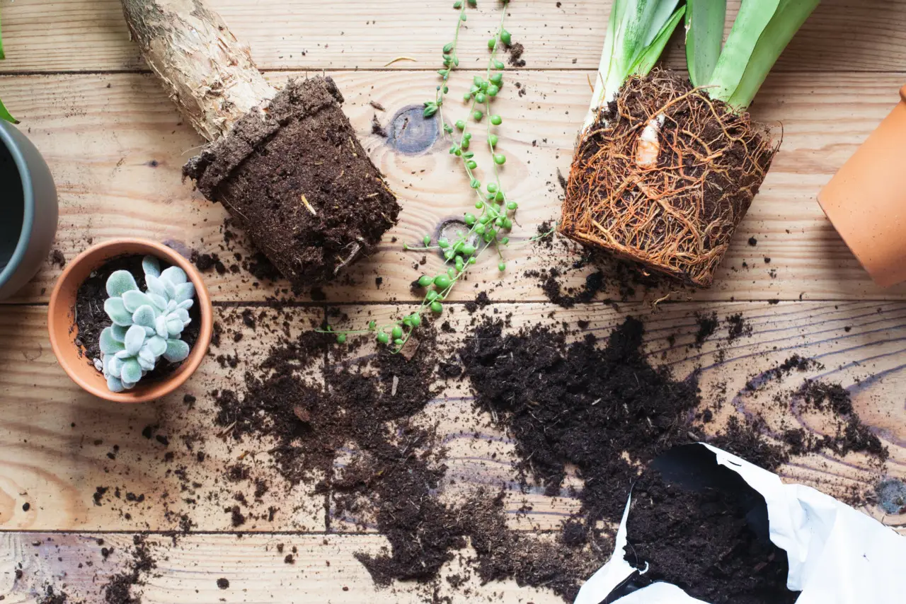 Come proteggere le radici dal caldo